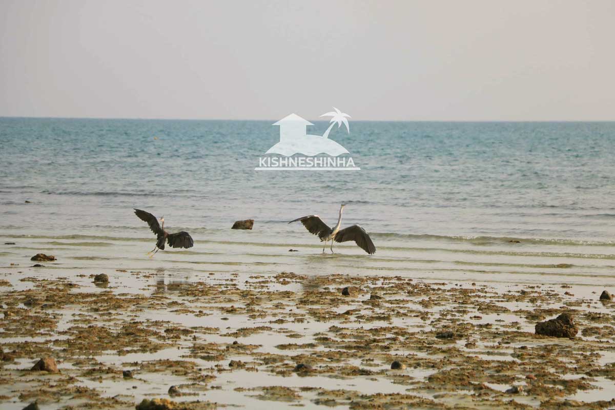 راهنمای خرید، فروش، رهن و اجاره خانه در کیش + آپدیت 1404 1 مناطق دیدنی کیش